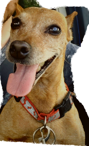 Supermarket «Mt Clemens farmers Market», reviews and photos, 135 N River Rd, Mt Clemens, MI 48043, USA