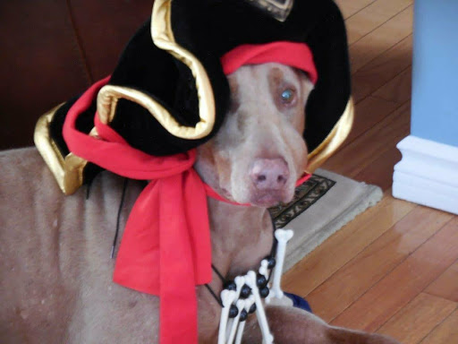 Pet Supply Store «Pet Supplies Plus», reviews and photos, 319 Massachusetts Ave, Lunenburg, MA 01462, USA