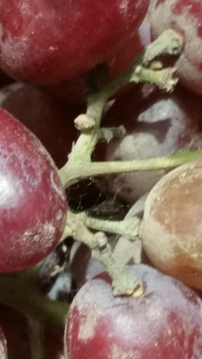 Grocery Store «Kroger», reviews and photos, 4815 Ridge Rd, Douglasville, GA 30134, USA