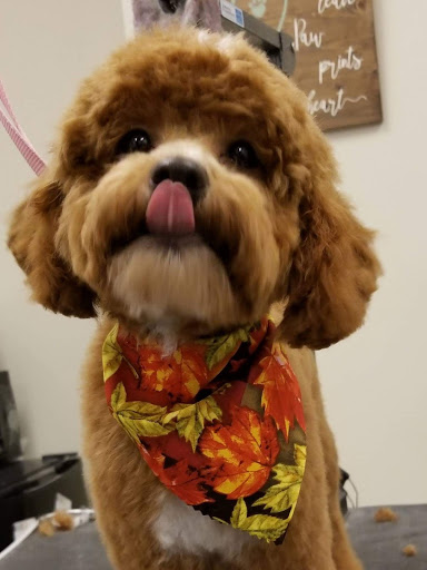 Pet Supply Store «Premier Pet Supply», reviews and photos, 15399 Merriman Rd, Livonia, MI 48154, USA