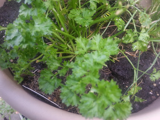 National Park «Battery Kemble Park», reviews and photos, 3035 Chain Bridge Rd NW, Washington, DC 20016, USA