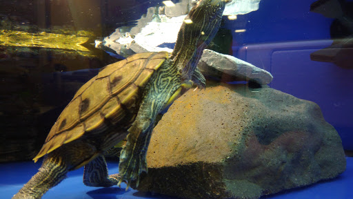 Pet Supply Store «PetSmart», reviews and photos, 1100 W 78th St, Richfield, MN 55423, USA