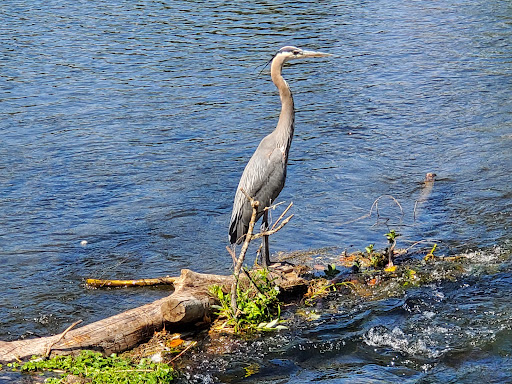 Park «Alton Baker Park», reviews and photos, 100 Day Island Rd, Eugene, OR 97401, USA