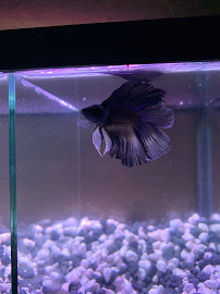 PetSmart Dog Training