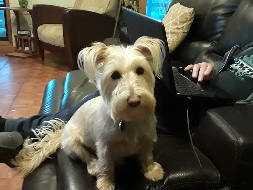 Pet Supply Store «Petco Animal Supplies», reviews and photos, 3454 Palmer Dr #7a, Cameron Park, CA 95682, USA