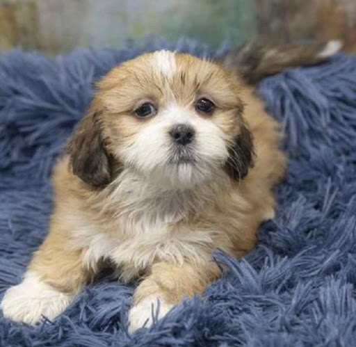 Pet Store «Pet Express», reviews and photos, 250 Granite St, Braintree, MA 02184, USA