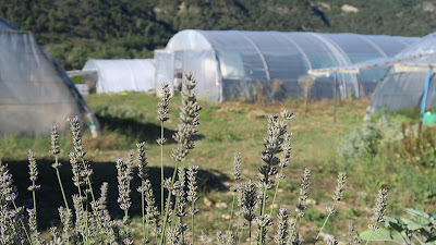 Spiruline de la Ferme Pimpreline à Aubenasson