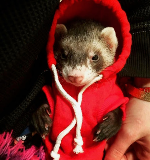 Pet Supply Store «PetSmart», reviews and photos, 350 Fifth St, Oswego, IL 60543, USA