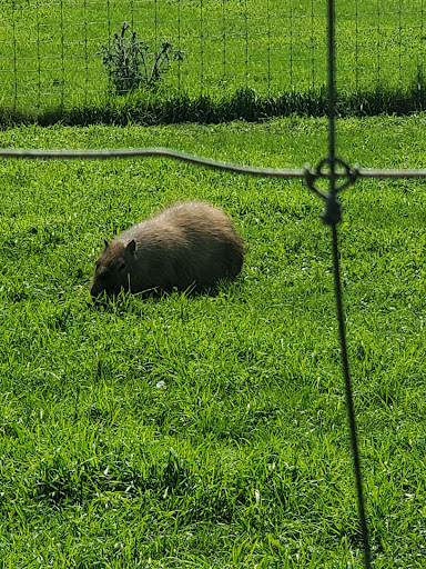 Zoo «Trowbridge Creek Zoo», reviews and photos, 50622 Co Rd 17, Vergas, MN 56587, USA