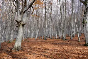 Faggi Secolari di Canfaito image