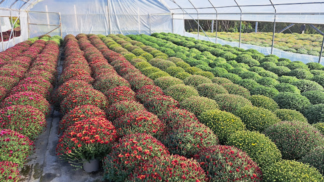 Julcsi és Gergő Virágkertészet