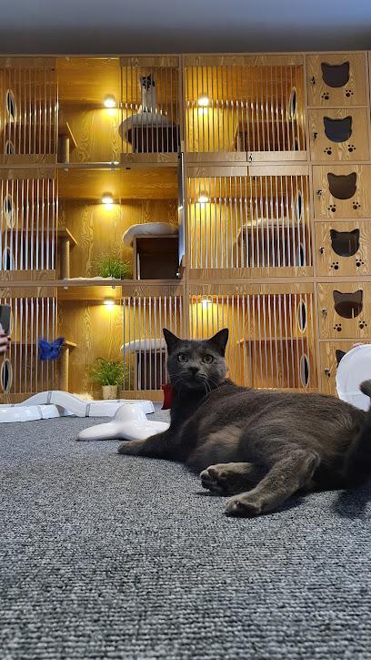 Cat hotel - RoomMica