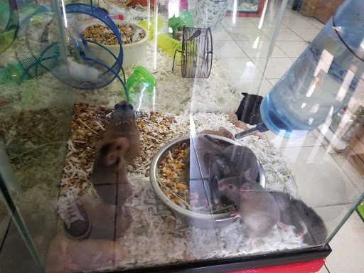 Pet Store «Pet Source 1901», reviews and photos, 1901 W 8th St B, Los Angeles, CA 90057, USA