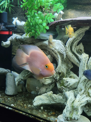 Pet Supply Store «Petco Animal Supplies», reviews and photos, 317 E Trenton Rd, Edinburg, TX 78539, USA