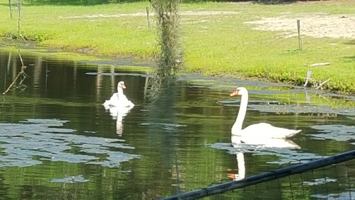 Botanical Garden «Brookgreen Gardens», reviews and photos, 1931 Brookgreen Garden Dr, Murrells Inlet, SC 29576, USA