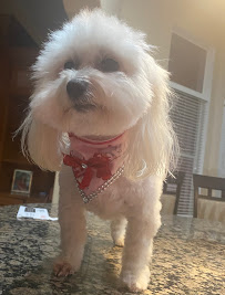 K9 Spa and Training Center - Photo 4 - Car repair in Palm Beach Gardens, FL, West Palm Beach