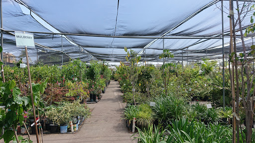 Plant Nursery «San Gabriel Nursery & Florist», reviews and photos, 632 S San Gabriel Blvd, San Gabriel, CA 91776, USA
