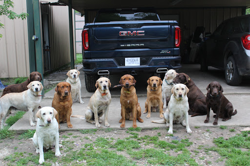 South Pine Animal Hospital