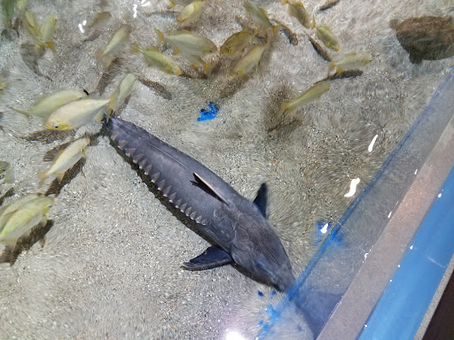 Aquarium «Greater Cleveland Aquarium», reviews and photos, 2000 Sycamore St, Cleveland, OH 44113, USA