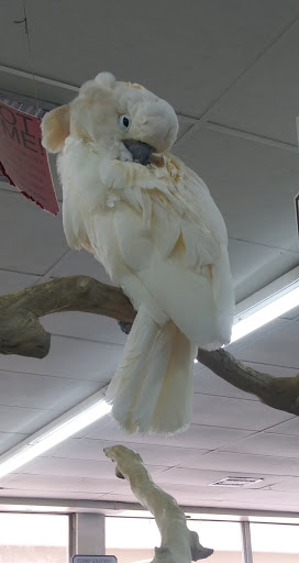 Pet Store «Leesburg Pet Center», reviews and photos, 959 N 14th St, Leesburg, FL 34748, USA