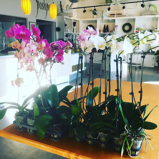 Florist «Posh Petals», reviews and photos, 1134 E 54th St A, Indianapolis, IN 46220, USA