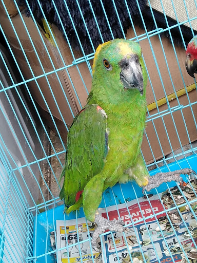 Pet Store «Inez Pet Shop», reviews and photos, 3825 Whittier Blvd, Los Angeles, CA 90023, USA