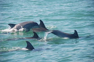 Blue Wave Adventures Dolphin Watch Tour image