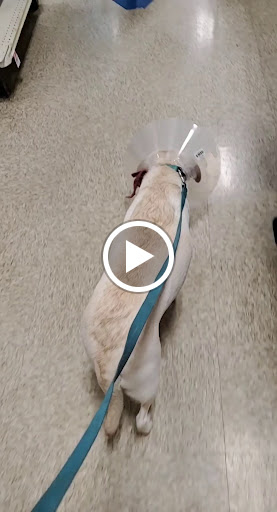 Pet Supply Store «PetSmart», reviews and photos, 3995 Welsh Rd, Willow Grove, PA 19090, USA