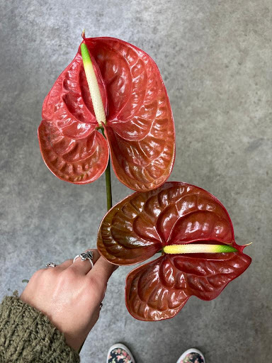 Florist «Sequoia Floral International», reviews and photos, 3245 Santa Rosa Ave, Santa Rosa, CA 95407, USA