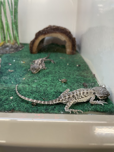 Pet Supply Store «Pet Supplies Plus», reviews and photos, 3701 S Orlando Dr, Sanford, FL 32773, USA