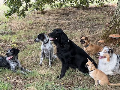 Gigi et les Good Dogs à Pannecé