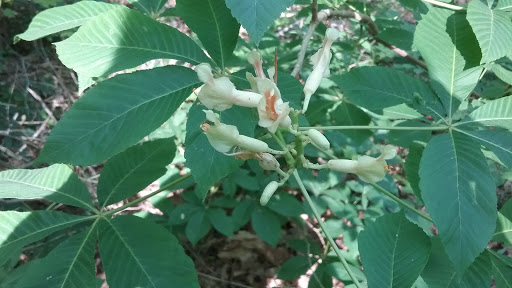 Nature Preserve «Swift Creek Bluffs Nature Preserve», reviews and photos, 7800 Holly Springs Rd, Raleigh, NC 27606, USA