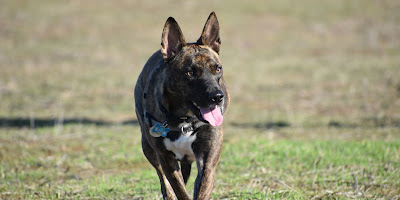 Nate's Point Dog Park