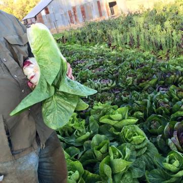 Event Venue «Outer Aisle Catering and Venue», reviews and photos, 164 CA-4, Murphys, CA 95247, USA