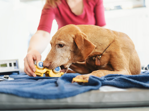 Dr.med.vet. Martin Kolberg veterinarian unter Korbach, 