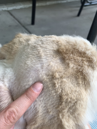 Pet Supply Store «PetSmart», reviews and photos, 2389 Taylor Park Dr, Reynoldsburg, OH 43068, USA