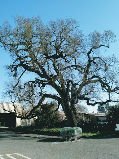 Florist «Sequoia Floral International», reviews and photos, 3245 Santa Rosa Ave, Santa Rosa, CA 95407, USA