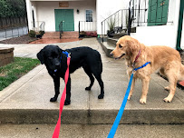 A Dog's Best Buddy Pet Sitting - Photo 3 - Car repair in Smartsville, CA, Yuba City