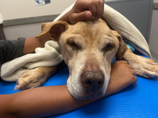 Mount Laurel Animal Hospital image