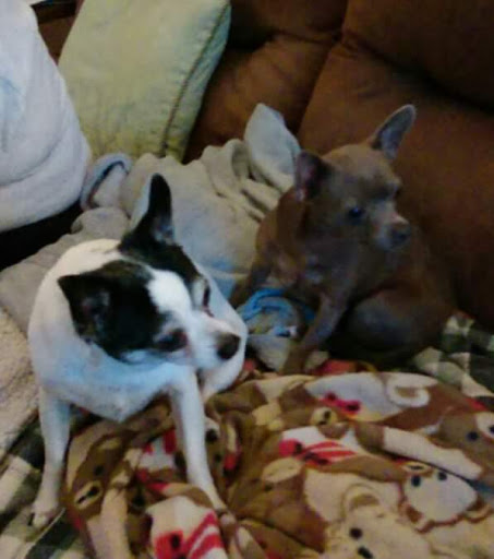 Pet Supply Store «PetSmart», reviews and photos, 198 Promenade Blvd, Flowood, MS 39232, USA