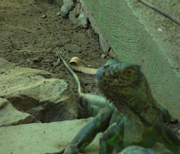 Iguanario Papagayo photo