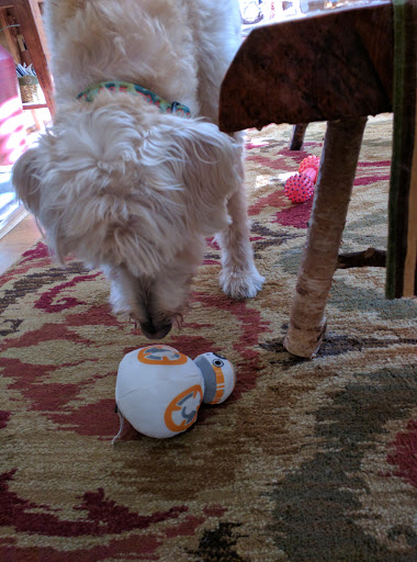 Pet Supply Store «Petco Animal Supplies», reviews and photos, 2255 East Ridge Road, Irondequoit, NY 14622, USA