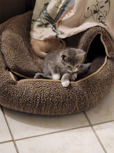 Pet Supply Store «Petco Animal Supplies», reviews and photos, 6720 Fox Centre Pkwy, Gloucester Courthouse, VA 23061, USA