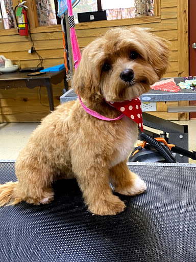 Klassy Kritters Pet Grooming