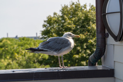 Museum «New Bedford Whaling Museum», reviews and photos, 18 Johnny Cake Hill, New Bedford, MA 02740, USA