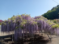 泉龍院の三色藤