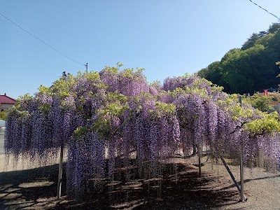 泉龍院の三色藤