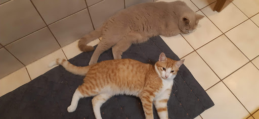 Tierarztpraxis Dr. med. vet. Ines Unger unter Scheyern, Bayern