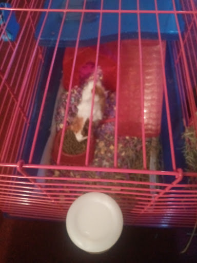 Pet Supply Store «PetSmart», reviews and photos, 2550 Cherry Ave, Signal Hill, CA 90755, USA