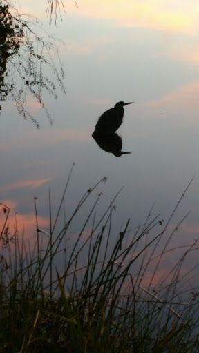 Animal Shelter «Oregon Humane Society», reviews and photos